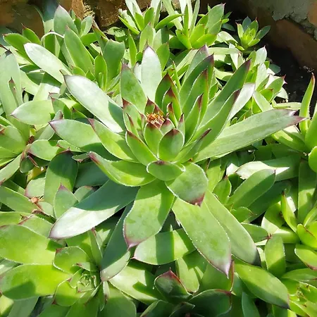 Apartmani Bogatic Apartament *