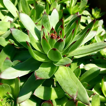 Apartmani Bogatic Apartament *