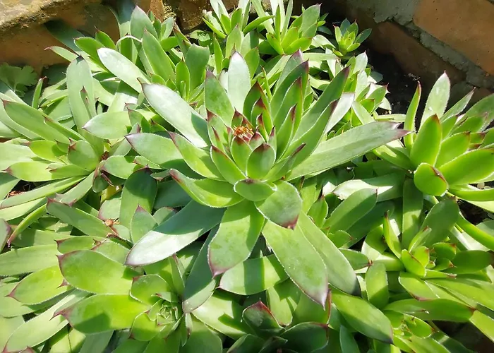 Apartmani Bogatic 아파트 *