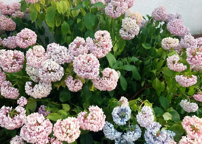 아파트 Apartmani Bogatic