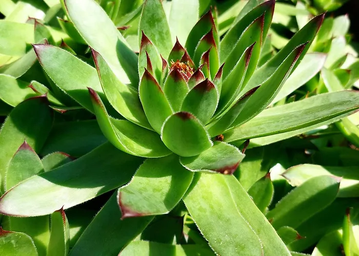 Apartmani Bogatic 아파트 *